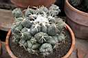 CORYPHANTHA BUMAMMA_1.jpg